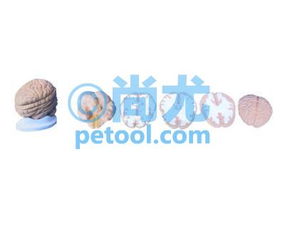 國產腦水平切模型00209033 尚尤提供詳實圖文資料與專業咨詢